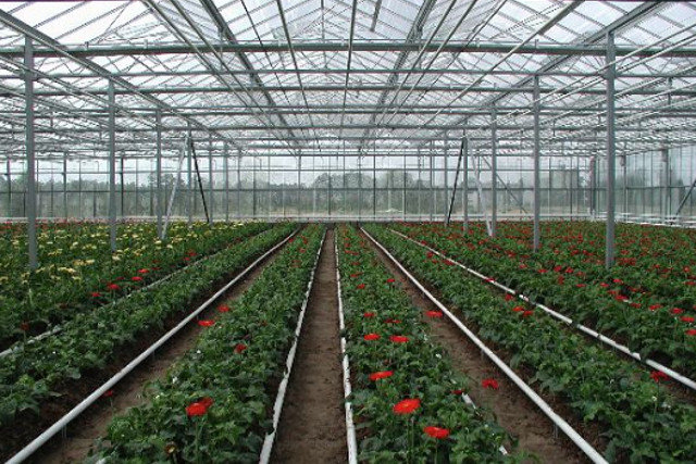 Теплицы из Ташкента перенесут в Сурхандарью